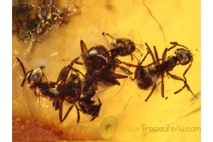 FORMICINAE Superb ROW of ANTS in BALTIC AMBER 688