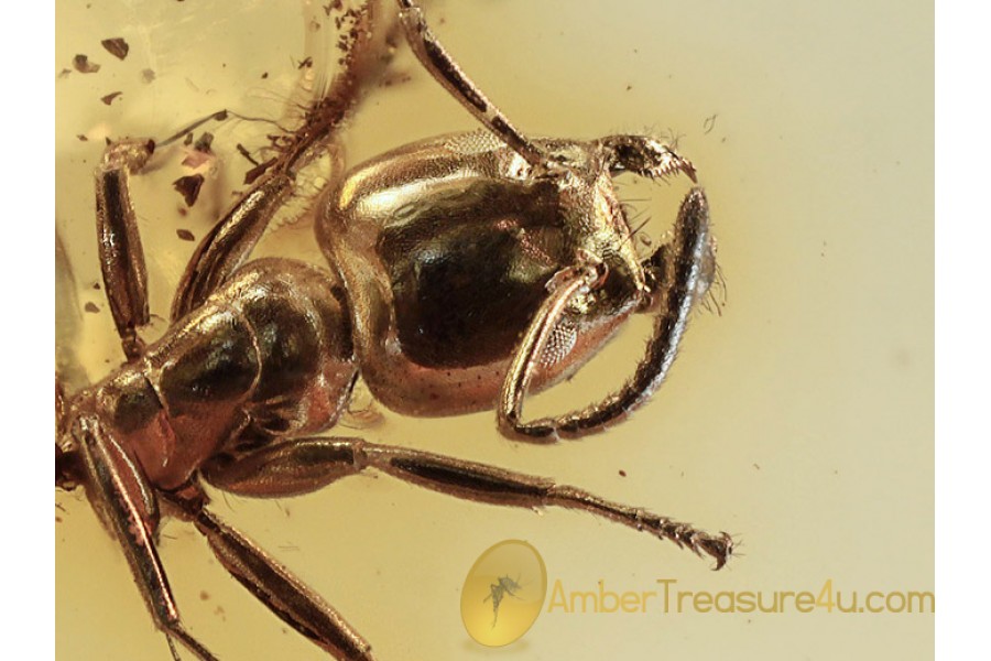 FORMICINAE Well Preserved ANT in BALTIC AMBER 1123 FORMICINAE Well Preserved ANT in BALTIC AMBER 1123
