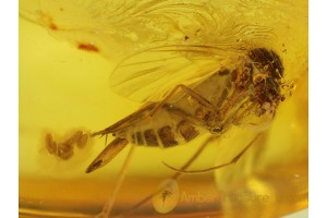 FUNGUS GNAT Laying EGGS in BALTIC AMBER 306