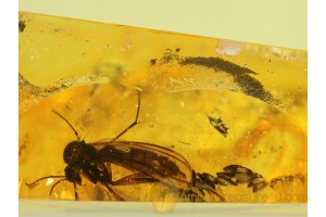 FUNGUS GNAT Laying EGGS in BALTIC AMBER 321