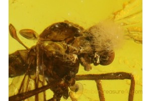 FUNGUS GNAT w MOULD on HEAD Genuine BALTIC AMBER 95