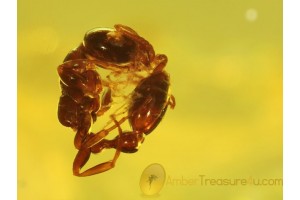 Formicidae ANT in Interesting Pose Genuine BALTIC AMBER