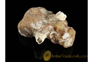 Fossil BALANID on Large BALTIC AMBER Sea Stone st7