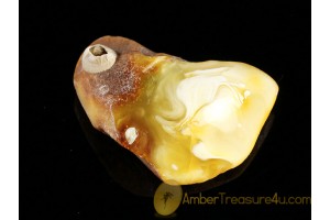 Fossil BALANID on Large BALTIC AMBER Sea Stone st9