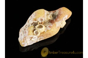 Fossil BALANID on Large BALTIC AMBER Sea Stone st10