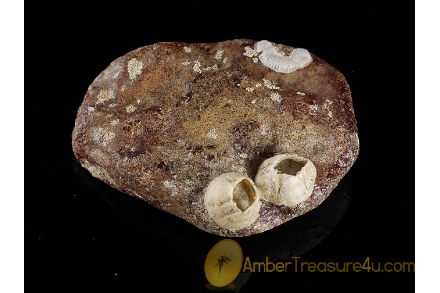 Fossil BALANID on Large BALTIC AMBER Sea Stone st12