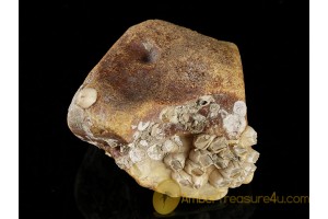Fossil BALANID on Huge BALTIC AMBER Sea Stone st13