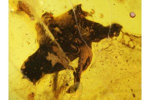 Fossil FLOWER Inclusion in Genuine BALTIC AMBER 159