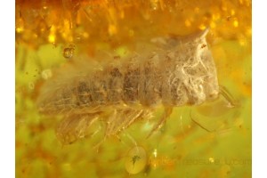 Fossil MILLIPEDE Inclusion Genuine BALTIC AMBER