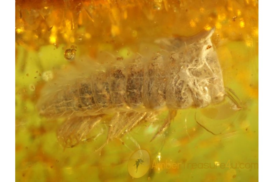 Fossil MILLIPEDE Inclusion Genuine BALTIC AMBER