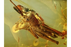 Fossil Nice CRICKET in BALTIC AMBER 640