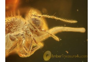 Fossil SPRINGTAIL  Inclusion in BALTIC AMBER 362