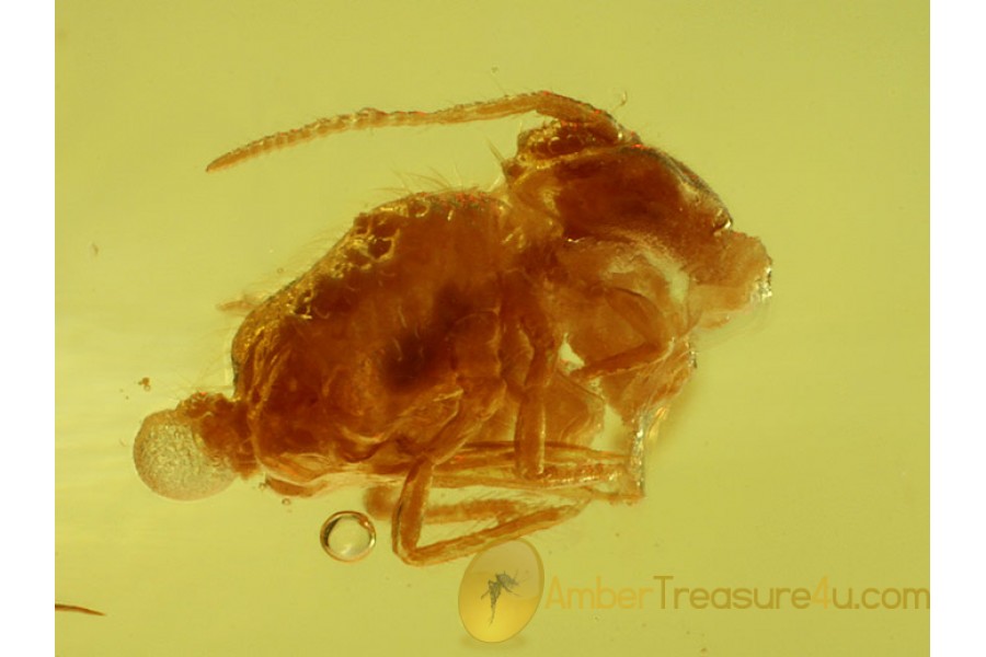 Fossil SPRINGTAIL  Inclusion in BALTIC AMBER 565