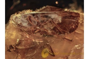 Fulgoroidea Large PLANTHOPPER in BALTIC AMBER 1110