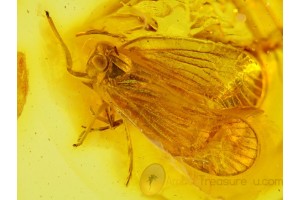 Fulgoroidea PLANTHOPPER Inclusion in Genuine BALTIC AMBER 105