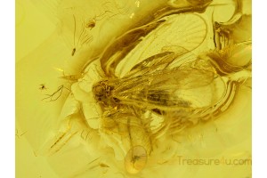 Fulgoroidea PLANTHOPPER Inclusion in Genuine BALTIC AMBER 143