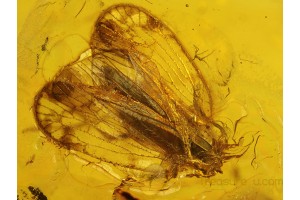 Fulgoroidea PLANTHOPPER Inclusion in Genuine BALTIC AMBER 268