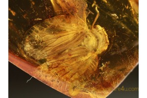 Fulgoroidea PLANTHOPPER Inclusion in Genuine BALTIC AMBER 711