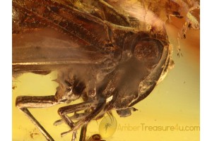 Fulgoroidea PLANTHOPPER Inclusion in Genuine BALTIC AMBER 836