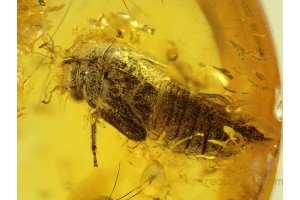 Fulgoroidea Superb PLANTHOPPER Nymph Genuine BALTIC AMBER 145