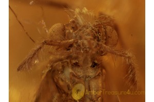 Funny CADDISFLY Trichoptera Inclusion in BALTIC AMBER 376