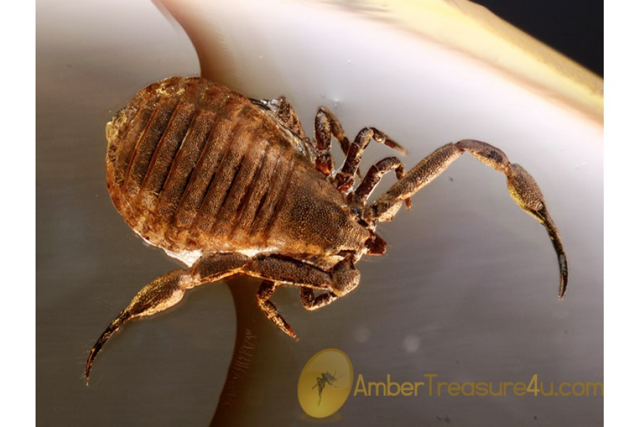 GEOGARYPUS & Unusual APHID w Larvaes in BALTIC AMBER 891