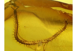 GEOPHILIDAE EARTH CENTIPEDE in BALTIC AMBER 312