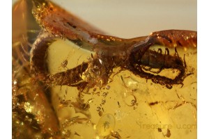 GEOPHILIDAE EARTH CENTIPEDE in BALTIC AMBER 789