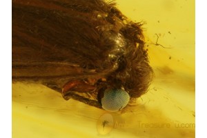 GREEN Eyed CADDISFLY Trichoptera in BALTIC AMBER 375