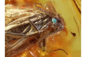 GREEN Eyed CADDISFLY Trichoptera + in BALTIC AMBER 583