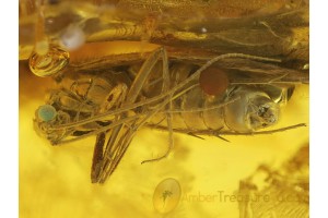 GREEN Eyed Great CADDISFLY Trichoptera BALTIC AMBER 206