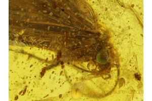 GREEN Eyed Large CADDISFLY Trichoptera in BALTIC AMBER 127