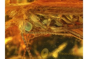 GREEN Eyed Nice CADDISFLY Trichoptera in BALTIC AMBER 641