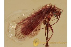 GREEN Eyed Superb CADDISFLY Trichoptera in BALTIC AMBER 1147