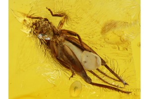 GRYLLIDAE CRICKET in Genuine BALTIC AMBER 605