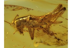 GRYLLIDAE Large CRICKET in Genuine BALTIC AMBER 453