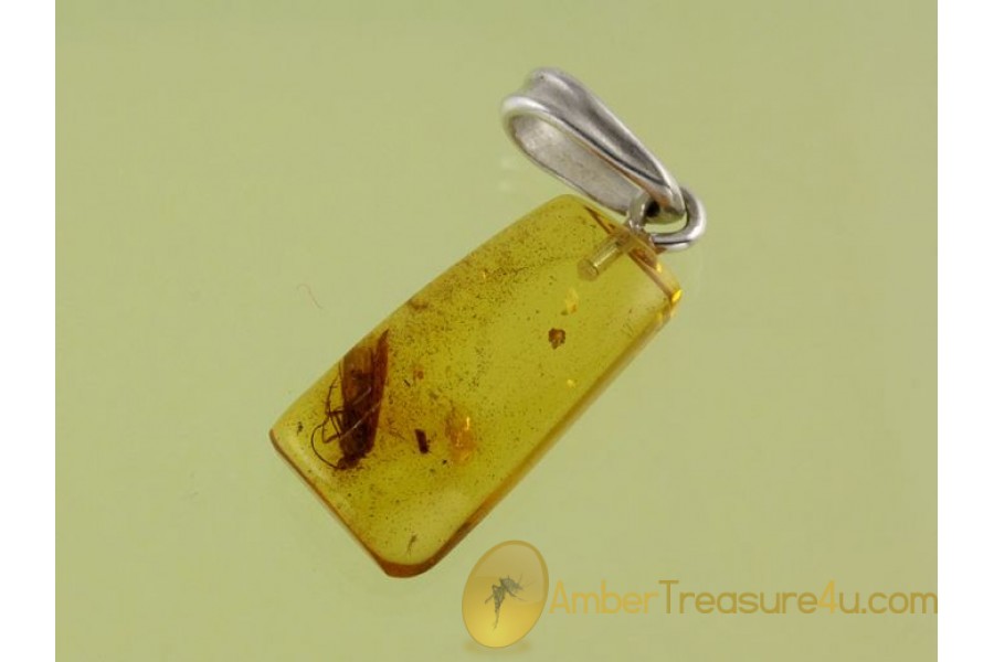 Genuine BALTIC AMBER Silver Pendant w Fossil CADDISFLY