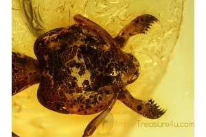 Gesomyrmecini Nice Looking ANT  in BALTIC AMBER 551