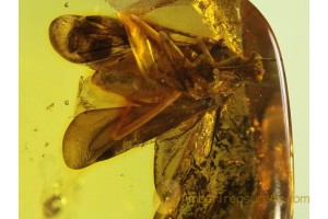 Giant 12mm PLANT BUG Miridae Genuine BALTIC AMBER