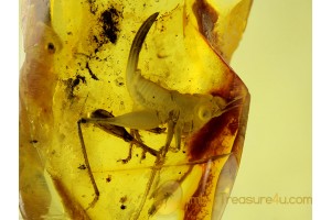 Giant CRICKET Inclusion in Genuine BALTIC AMBER 154