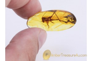 Giant CRICKET Inclusion in Genuine BALTIC AMBER 877