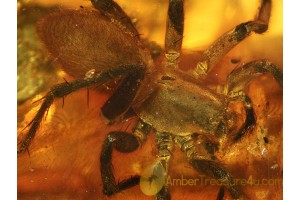 Giant LIOCRANIDAE SAC SPIDER & More in BALTIC AMBER 567