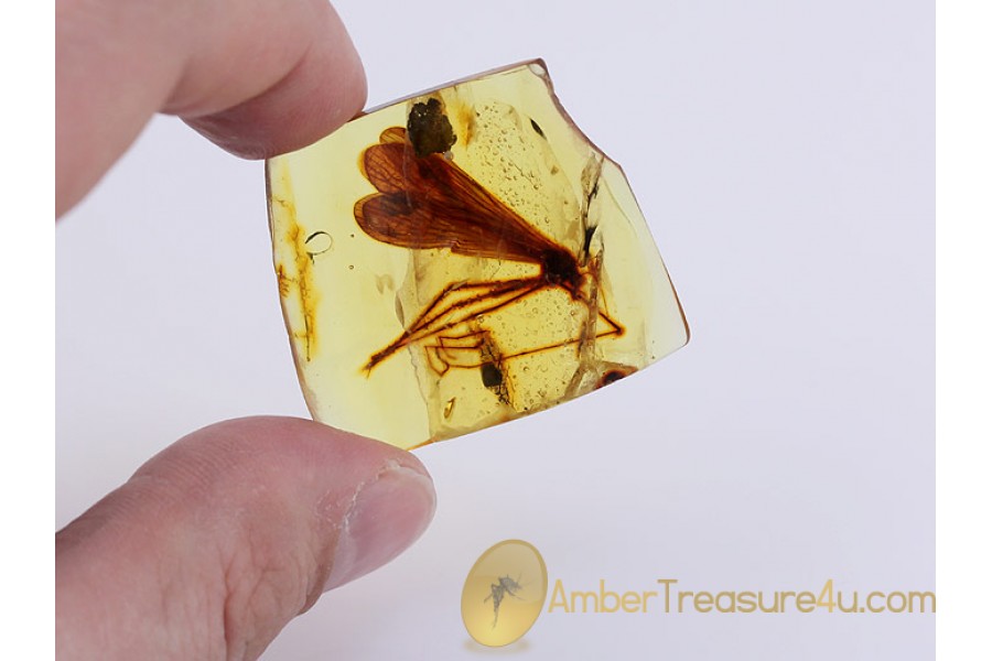 Giant MECOPTERA Scorpionfly in BALTIC AMBER 560