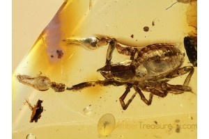 Giant PSEUDOSCORPION in BALTIC AMBER 693