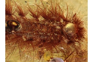 Giant Superb SYNXENID MILLIPEDE in BALTIC AMBER 1027