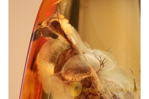 Giant Unusual MUSCOID FLY  in BALTIC AMBER 839