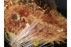 Giant  SYNXENID MILLIPEDE in BALTIC AMBER 1045