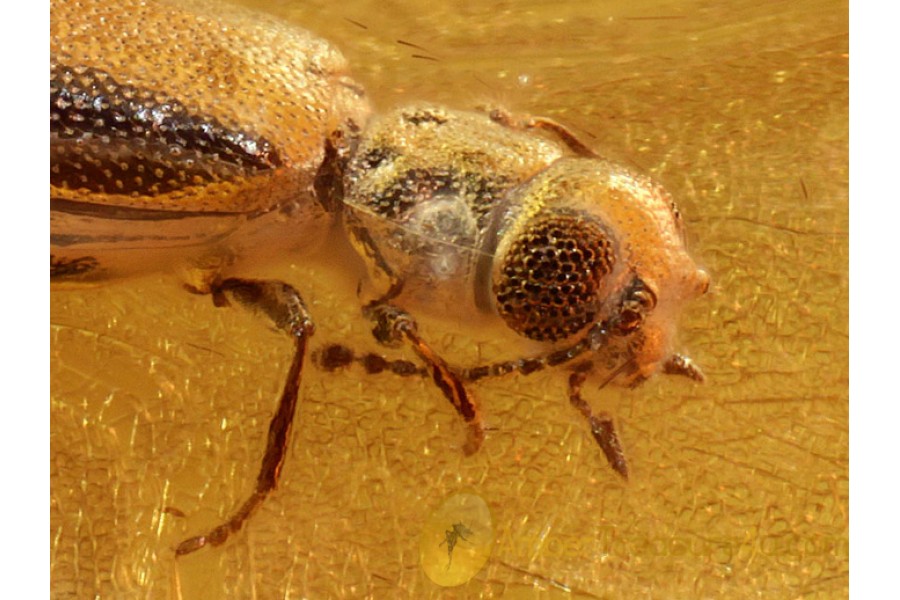 Great ADERIDAE Ant-like Leaf Bettle in BALTIC AMBER 674