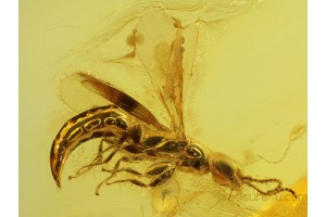 Great BETHYLID WASP Inclusion in BALTIC AMBER 185
