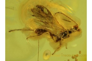 Great BRACONIDAE WASP Inclusion in Genuine BALTIC AMBER